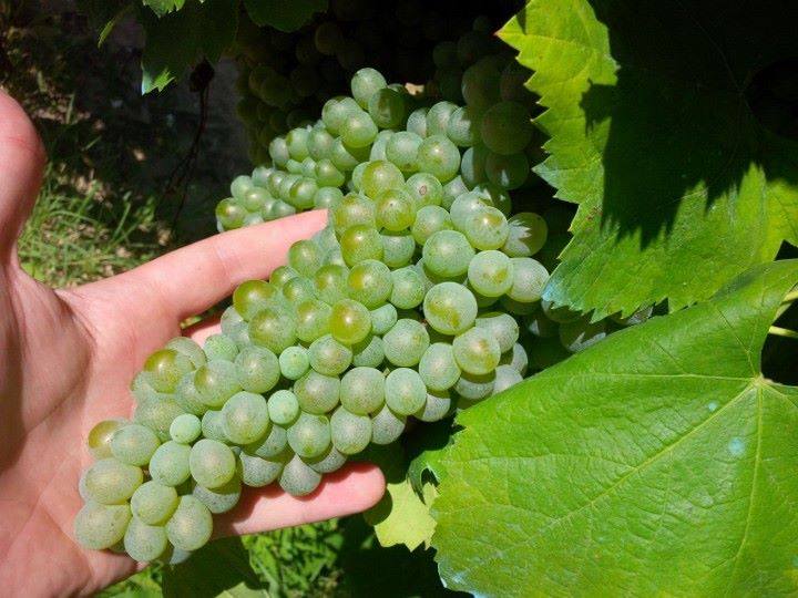 Sant'Agata de' Goti: Wine Tasting and Cellars visit  - Photo 6