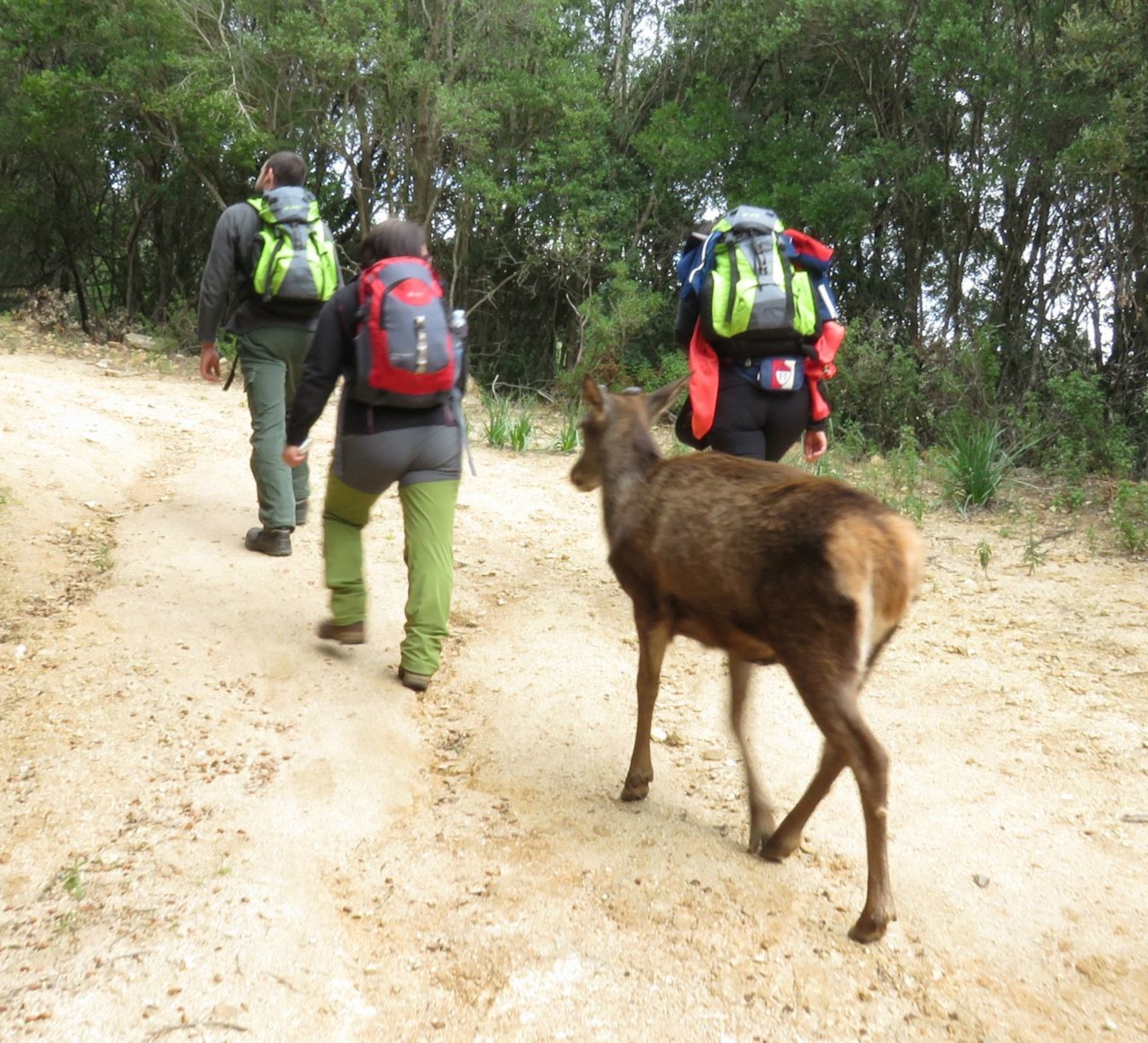 Castiadas: trekking in the S'Acqua Callenti forest - Photo 8