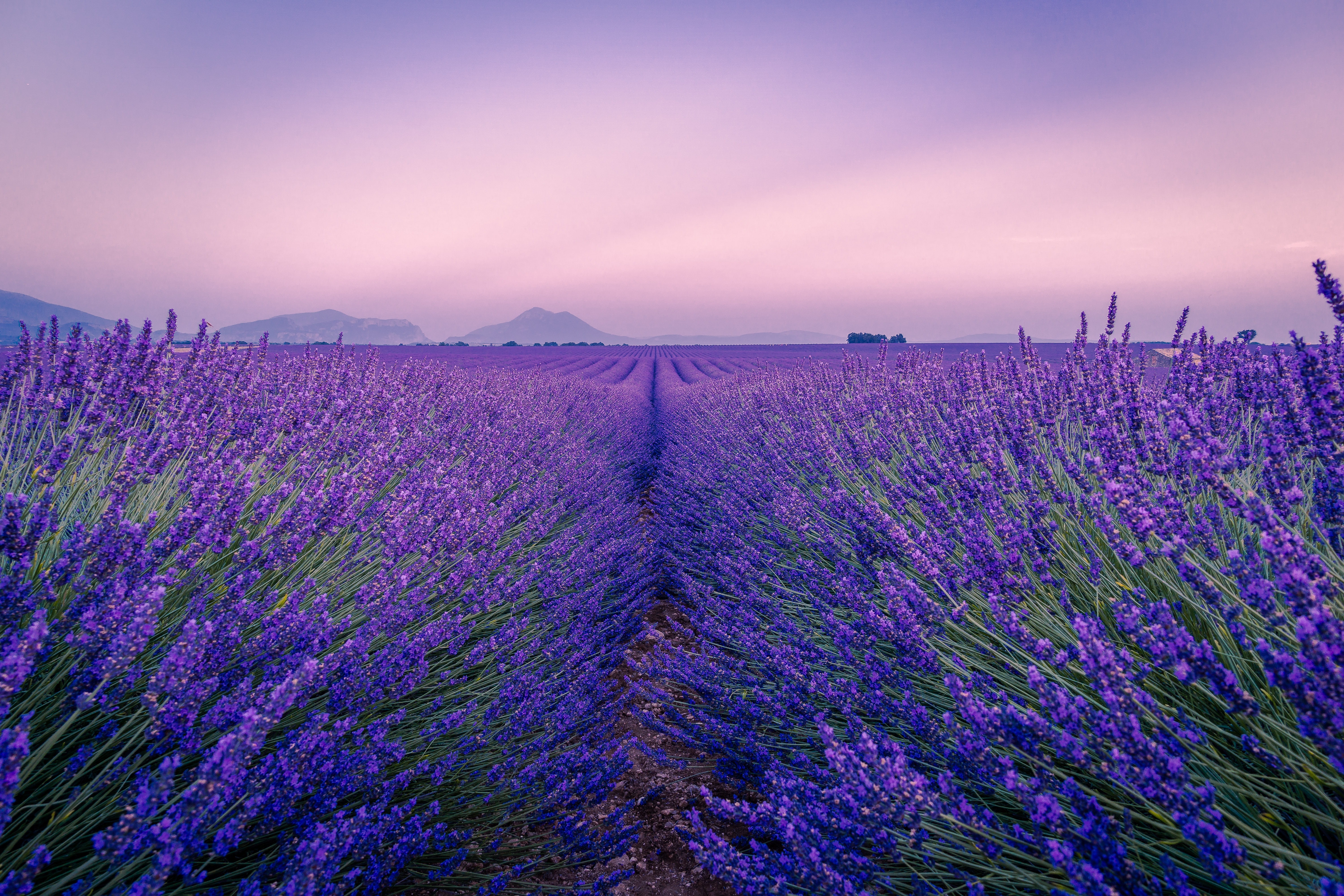 Live a real and unique experience in a lavender field - Photo 25