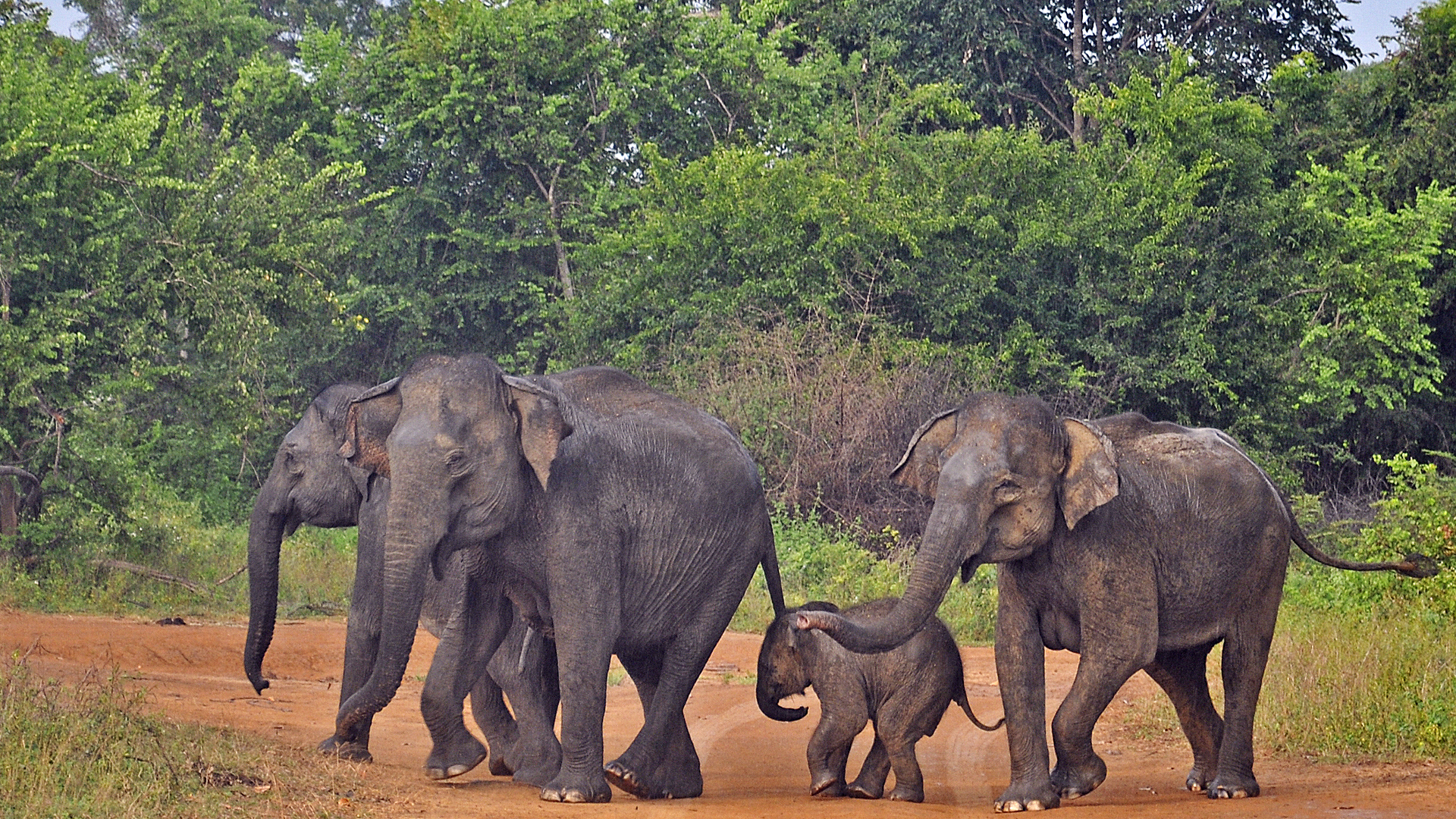Elephant Explorer Tour from Udawalawe