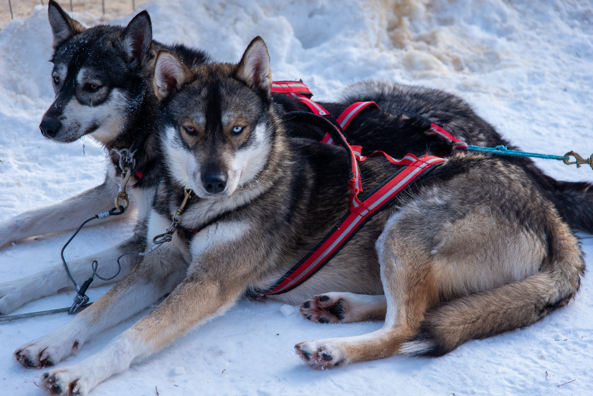 Visita a Granja de Huskies y Safari en Trineo 2H con Recogida en Grupo Reducido - Alojamientos en Rovaniemi