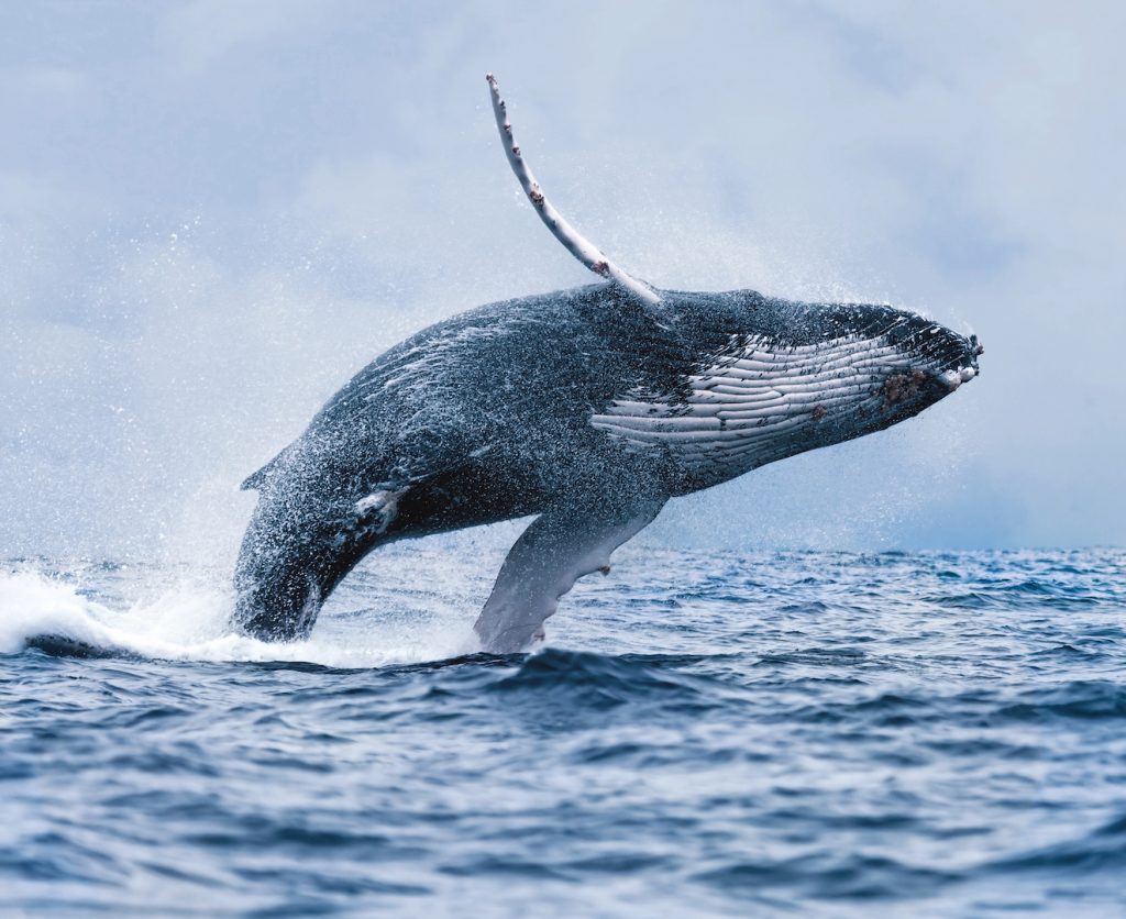 Whale Watching Group tour
