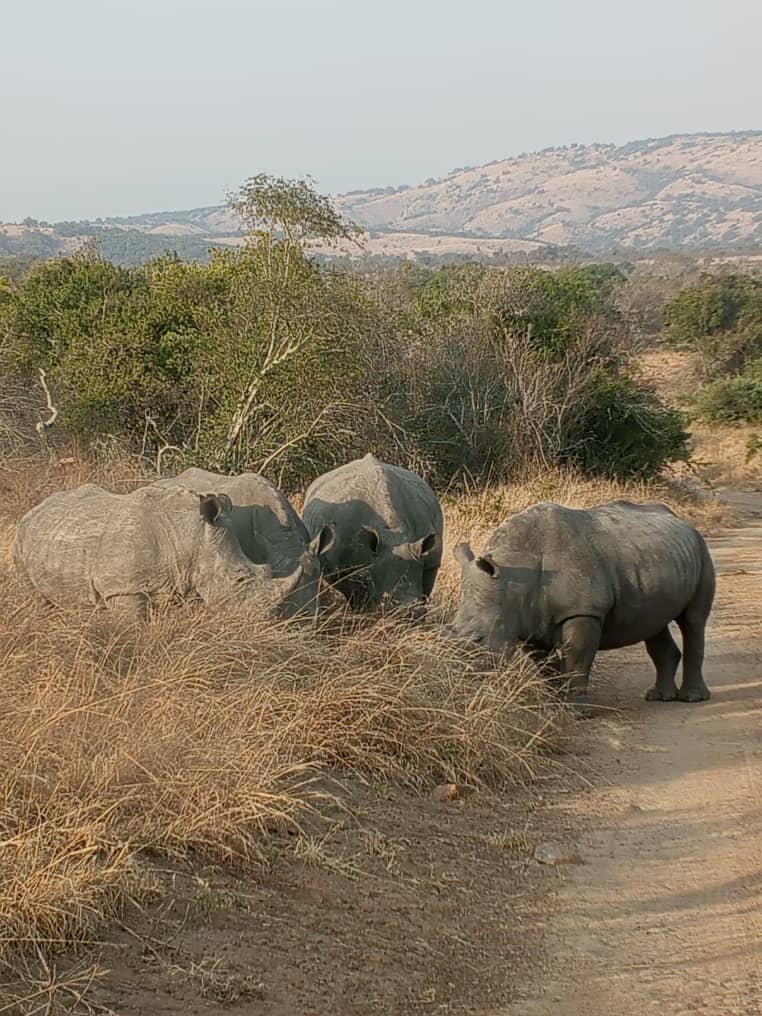 Wildlife on a private Akagera safari from Kigali