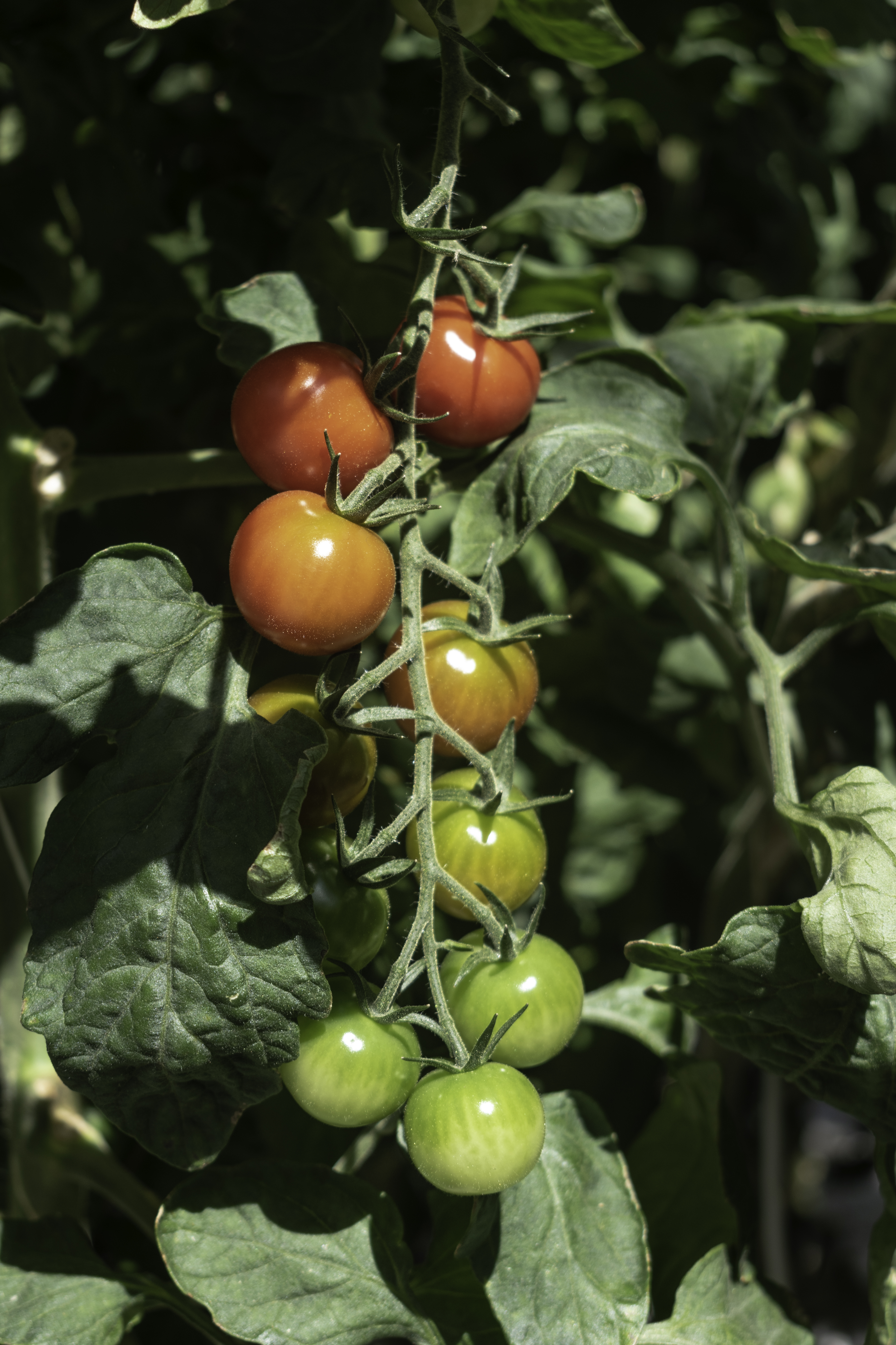 Private tour: Golden Circle and Farm Lunch in SuperJeep