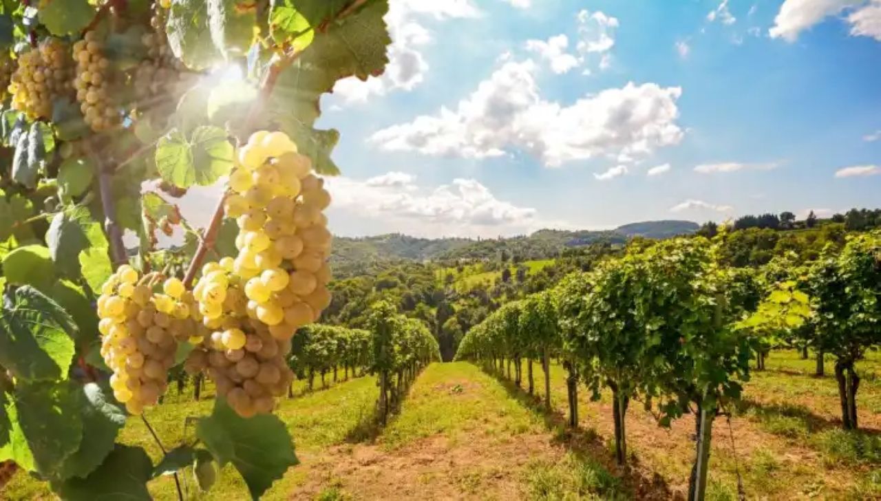 La Madama: A Journey through Piedmont's Tradition and Wines - Photo 12