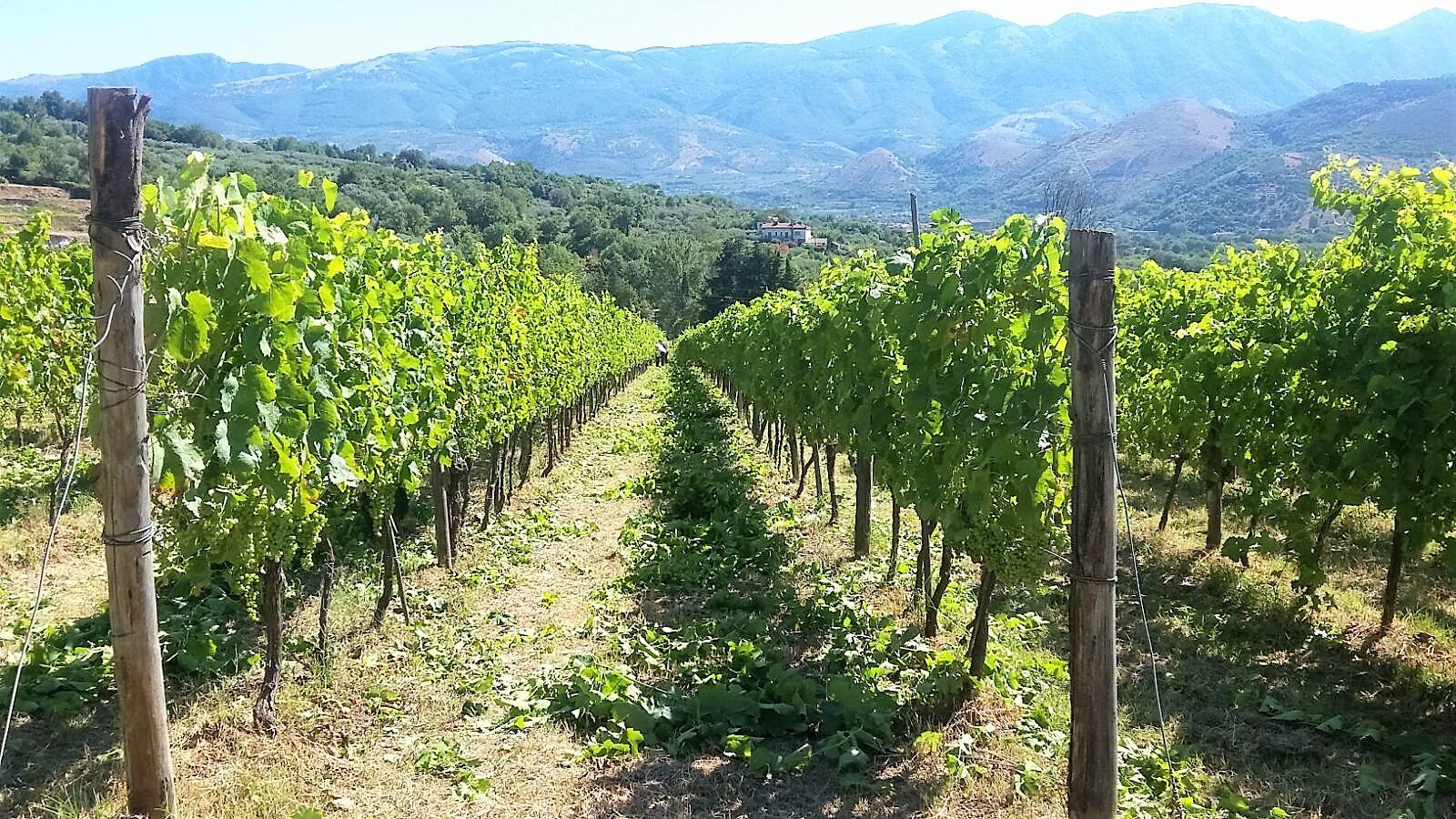Wine tasting, visit to the wine cellars with cooking class and lunch in Sant'Agata de 'Goti - Photo 4