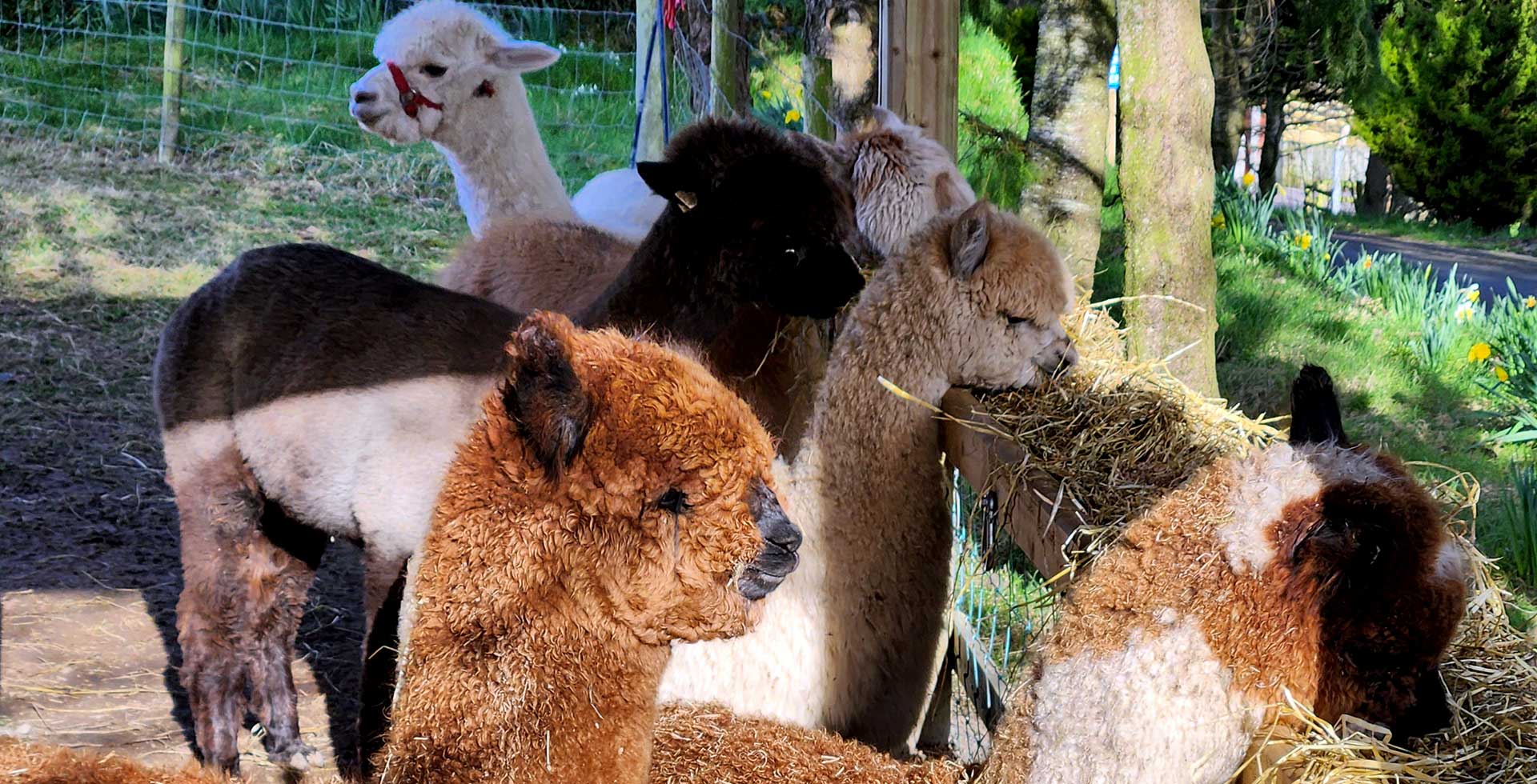 Alpaca Meet & Interact Session, Fairy House Nature Trail & Coffee Trailer – photo 3