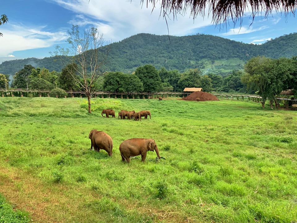Chiang Mai:Etkili Fil Gözlemi Doğa Parkı Ziyareti