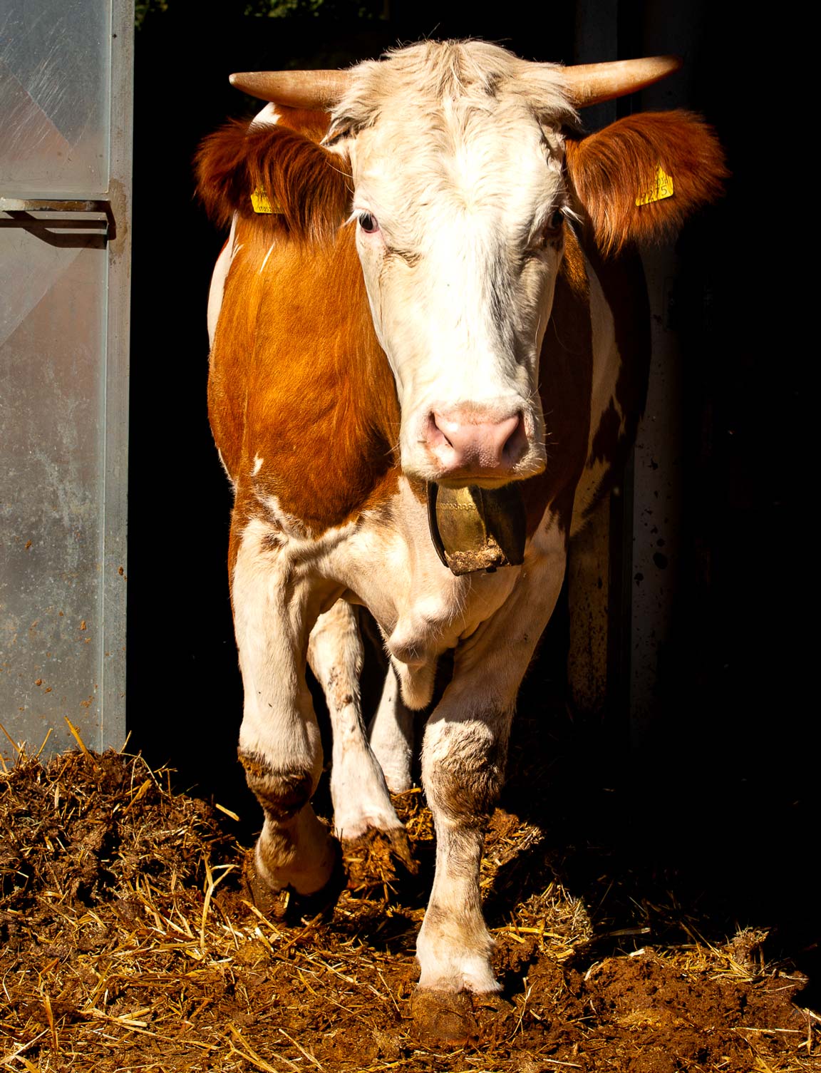 Arzana: visit to a farm with tasting - Photo 6