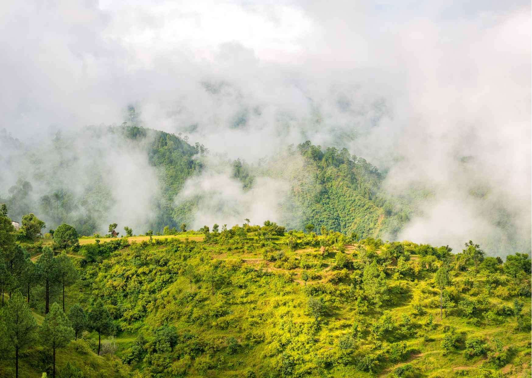 Explore the best of forest & nature in Nainital (4.5 hours Guided Tour)  - Photo 8