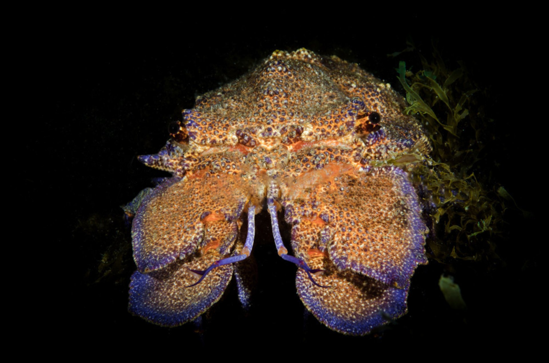 From San Teodoro: diving for professionals in Tavolara and Molara - Photo 13