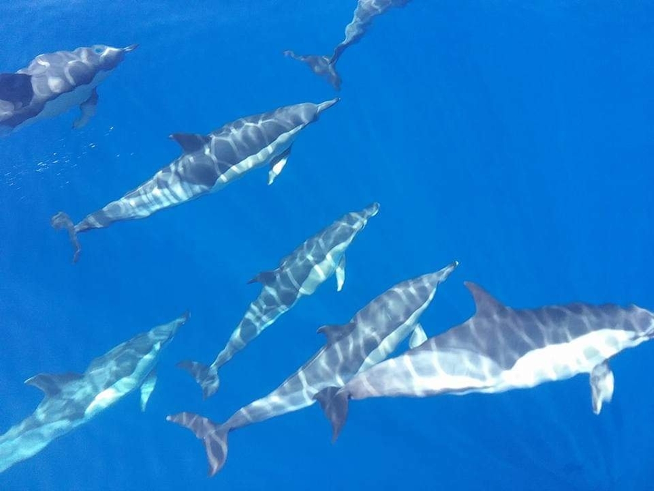 Teide y Delfines, un día mágico! - Photo 18
