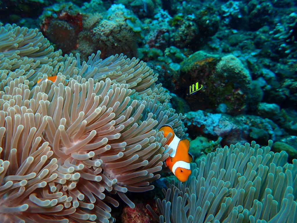 Buceo privado de experiencia guiada de 8 horas en Tulamben - Foto 4