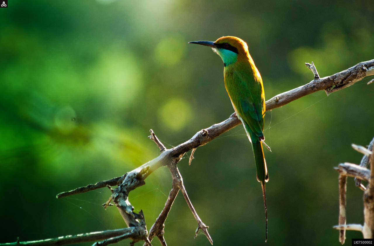Birdwatching Boat Ride in Muthurajawela Marsh from Colombo