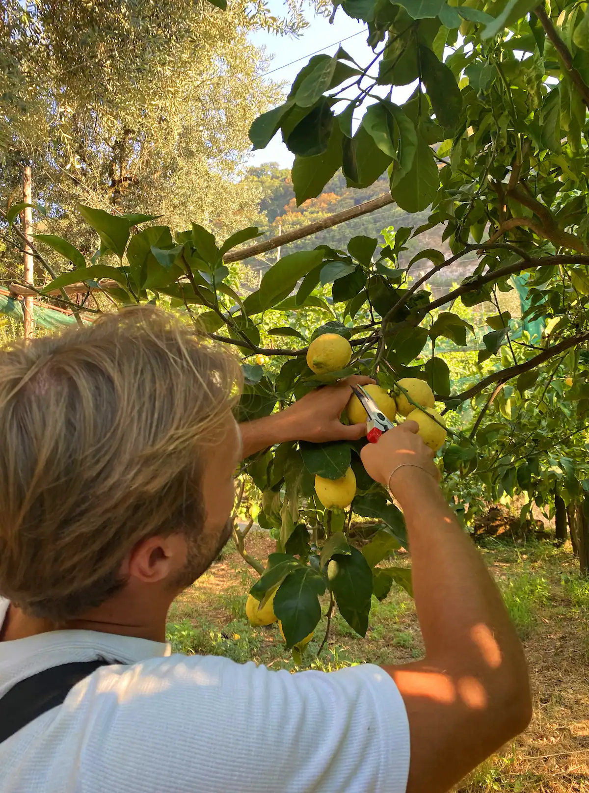 Sorrento: Authentic Lemon Experience at a Local Farmhouse - Photo 12