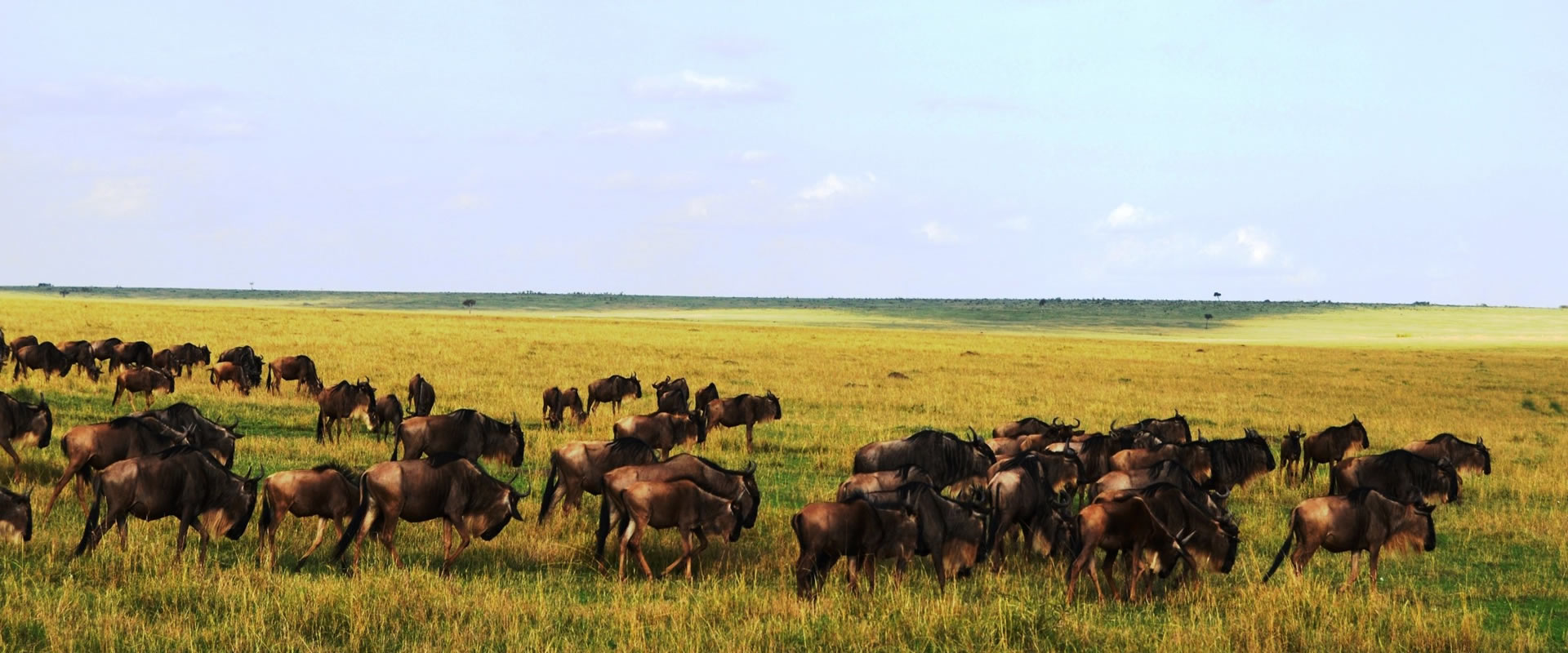 3 días 2 noches Safari económico Masaai Mara en jeep 4x4
