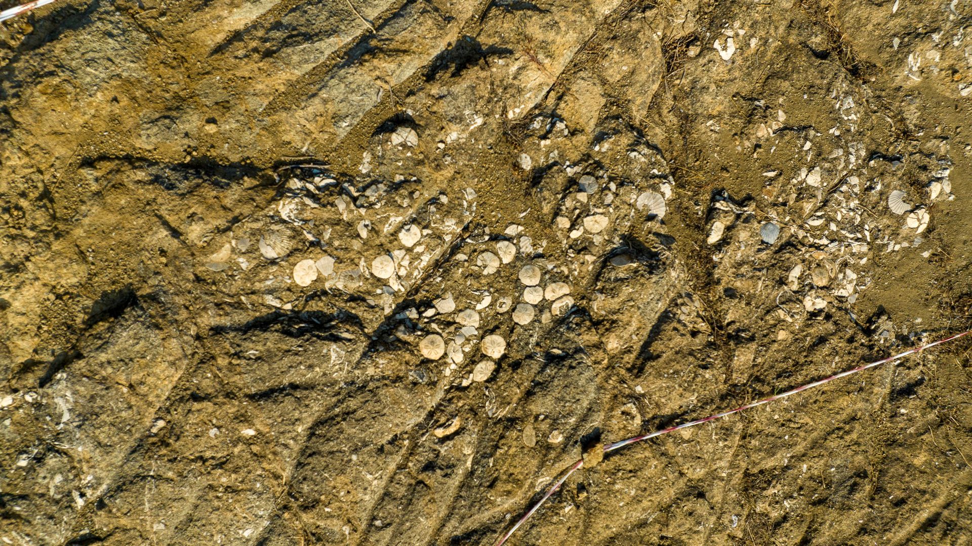 Genoni: discover the Giara Park - Photo 18