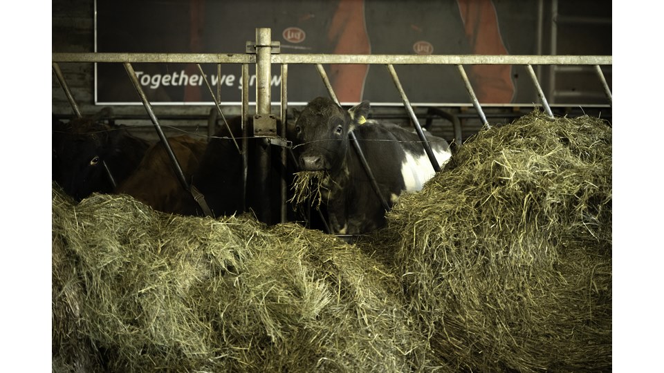 Small group Tour: Golden Circle, Kerið and Fontana - photo 14