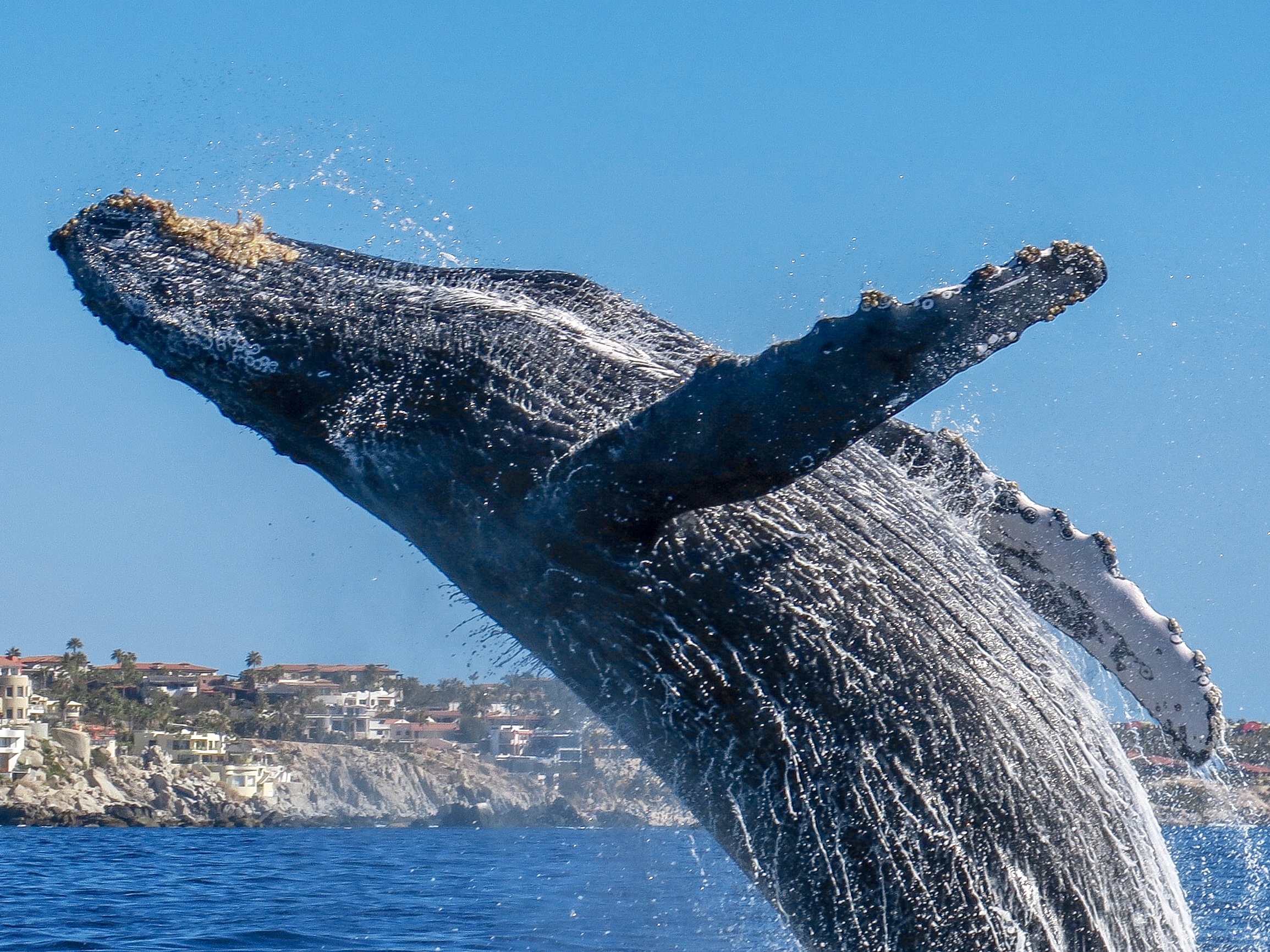 Whale Watching in Cabo: 2-Hour Small Group Tour to The Arch
