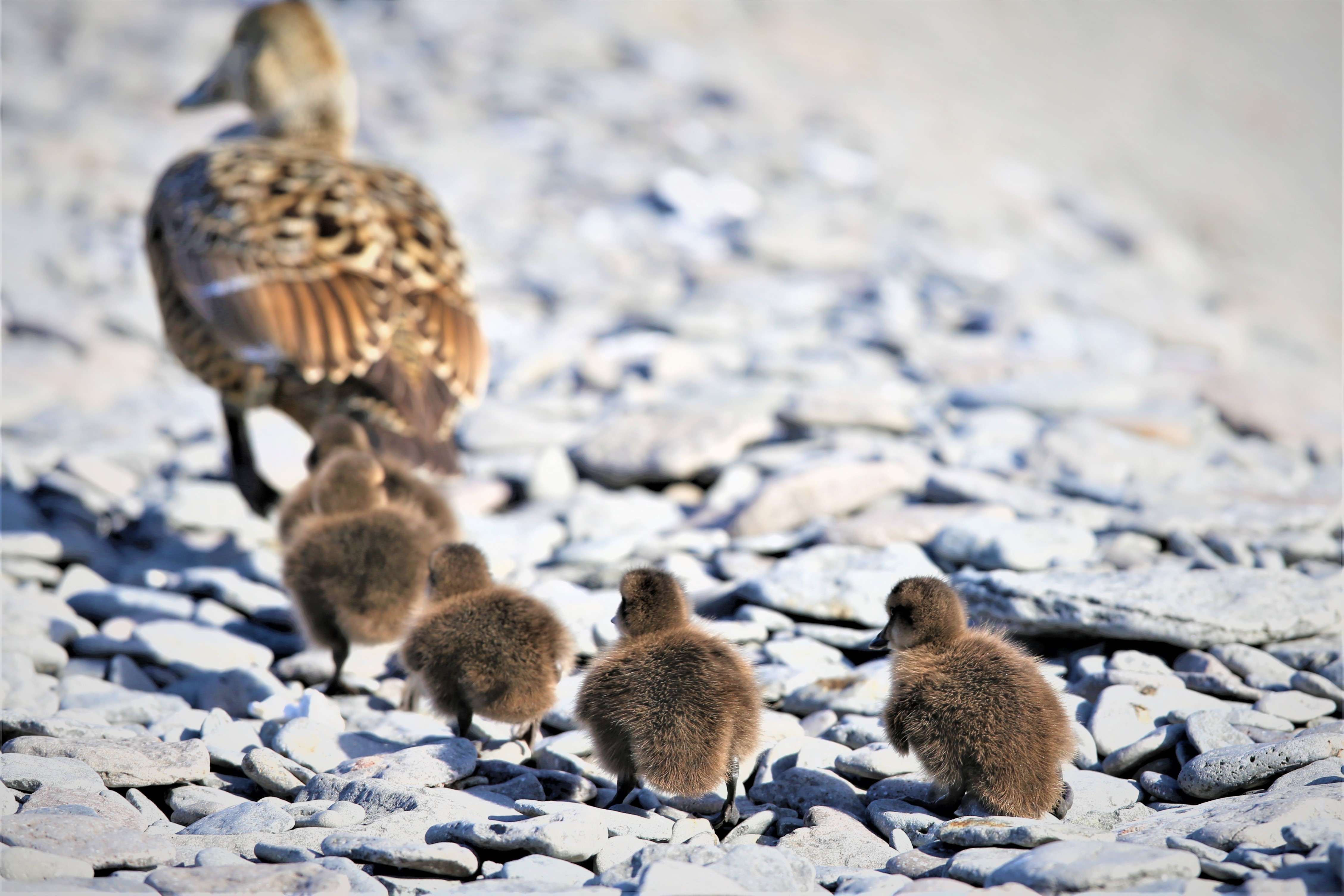 Official Vigur Island Tour (with return boat transfer from Ísafjörður) - photo 7