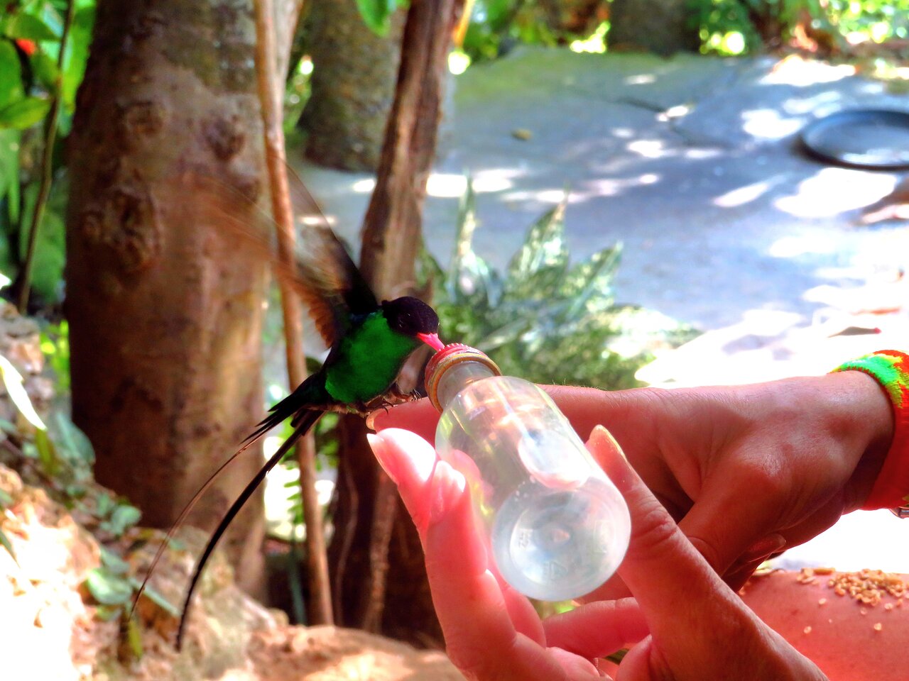 Experimente los famosos colibríes de Jamaica en Rocklands Bird Sanctuary-Montego Bay - Foto 4