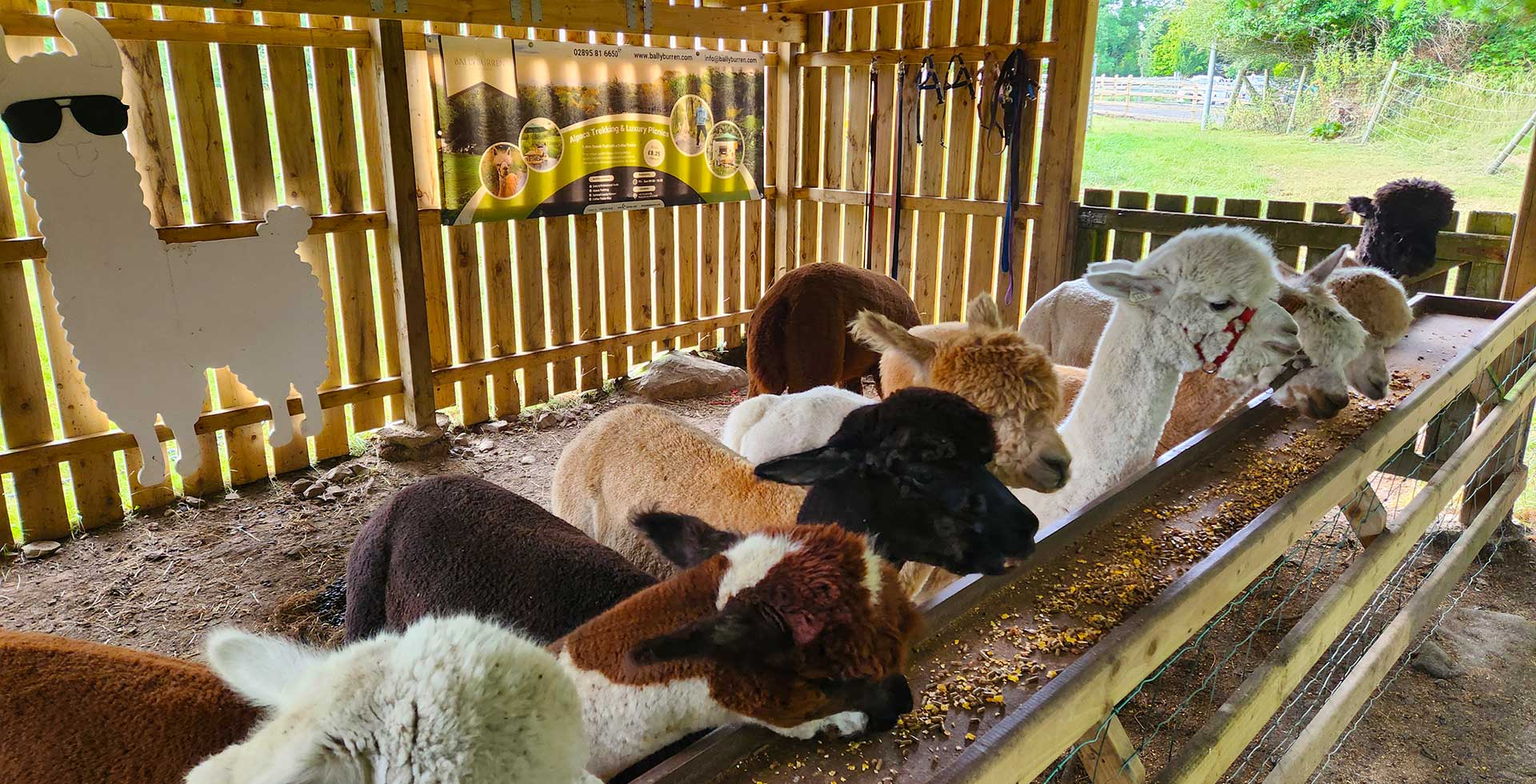 Alpaca Meet & Interact Session, Fairy House Nature Trail & Coffee Trailer – photo 1