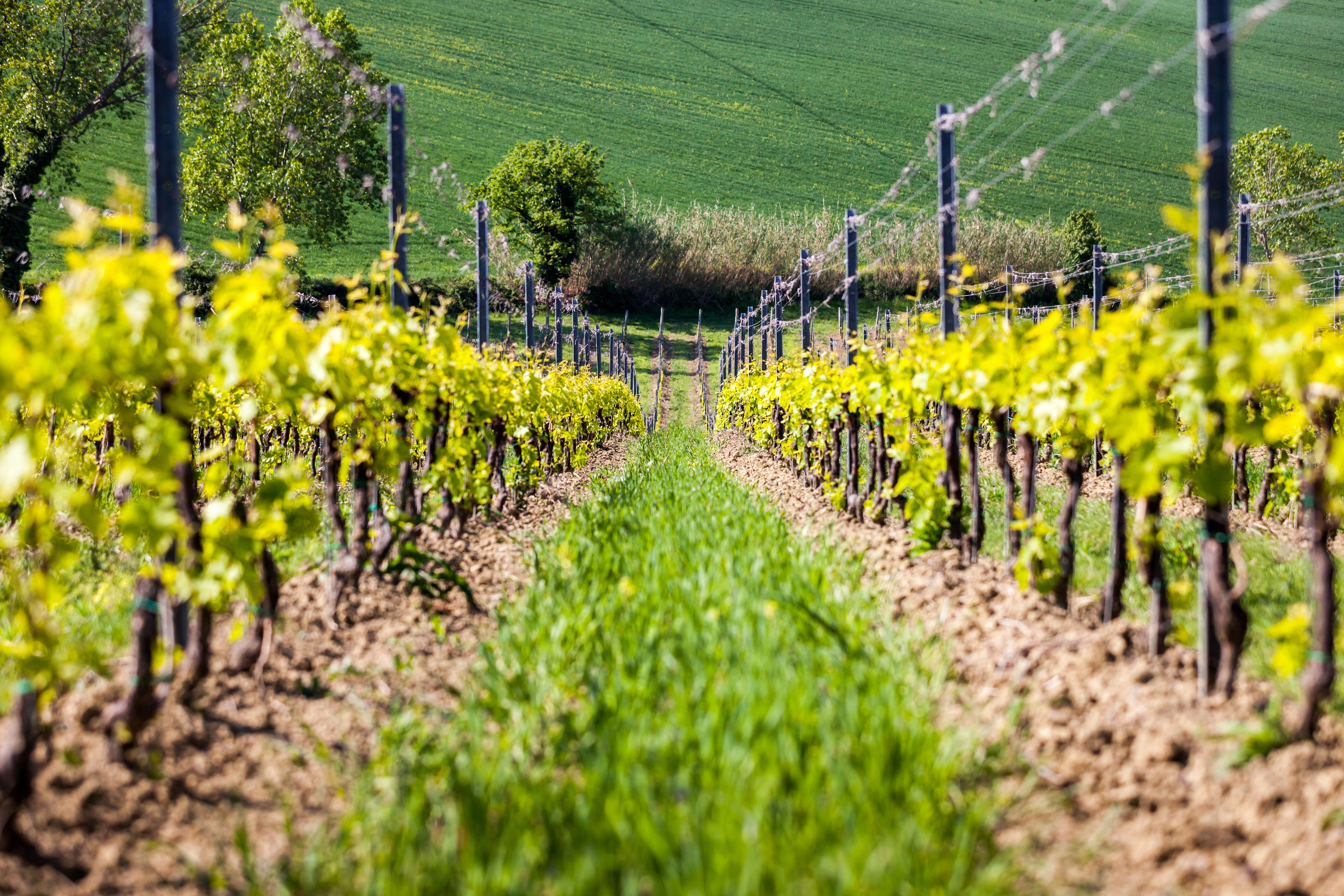 Rimini: Wine Experience – Guided Cellar & Vineyard Tour with 5 DOC Wines - Photo 2