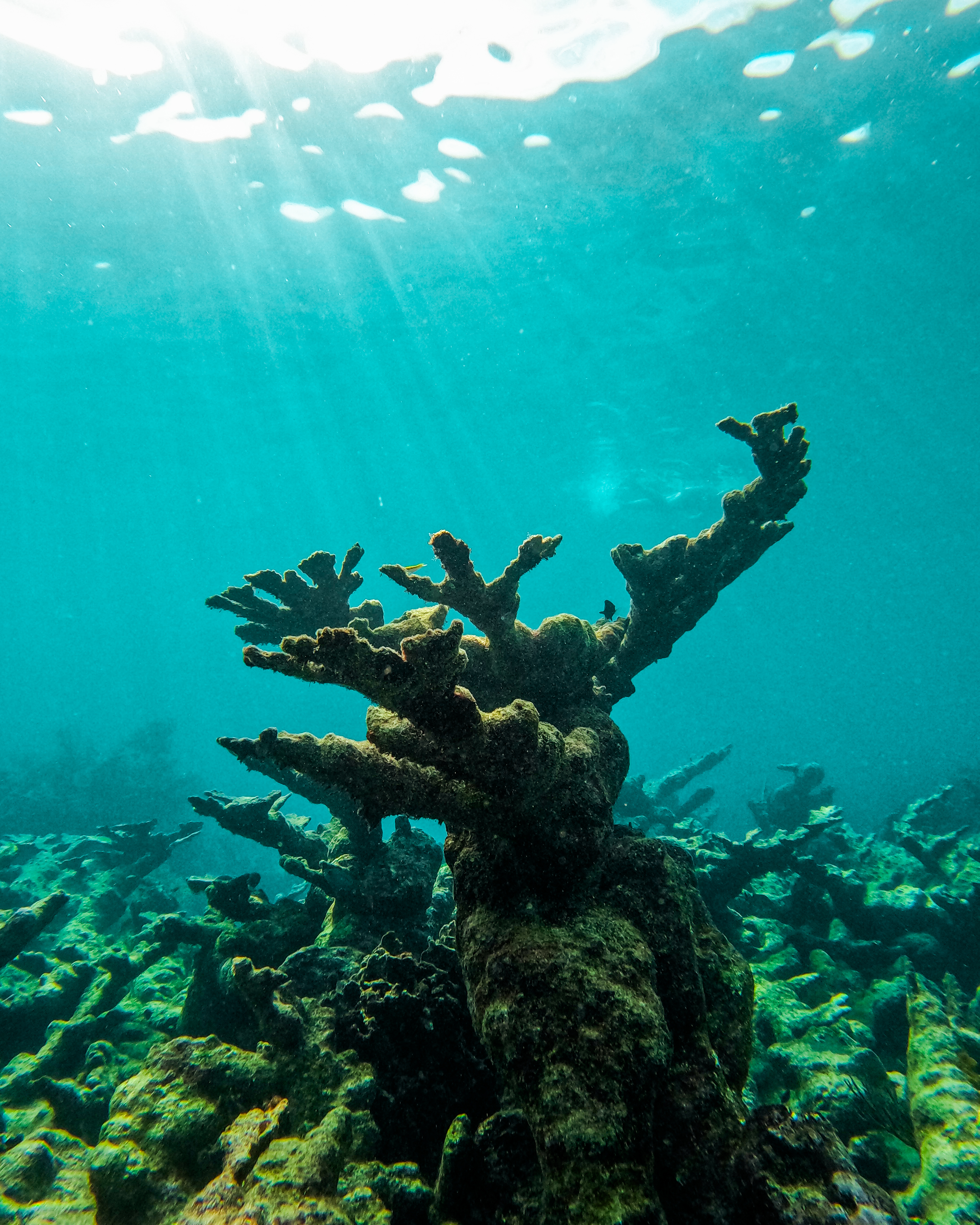 2 horas de Snorkeling en dos puntos del arrecife de Tulum — 69/78