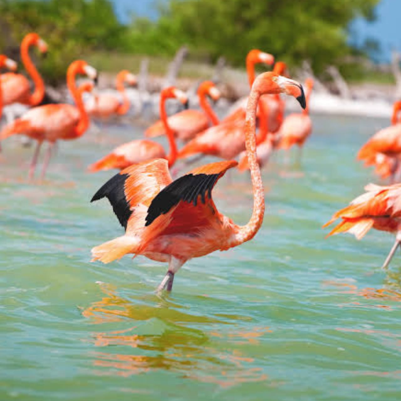Excursion a las Coloradas y Río Lagartos — 15/17