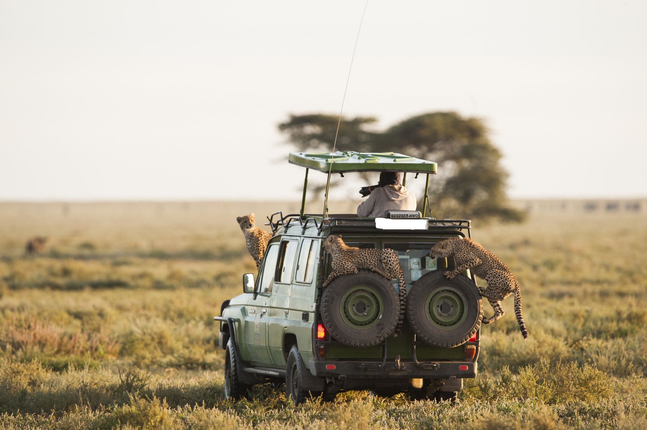 12 días de safari combinado de los cinco grandes en Kenia y Tanzania - Foto 2