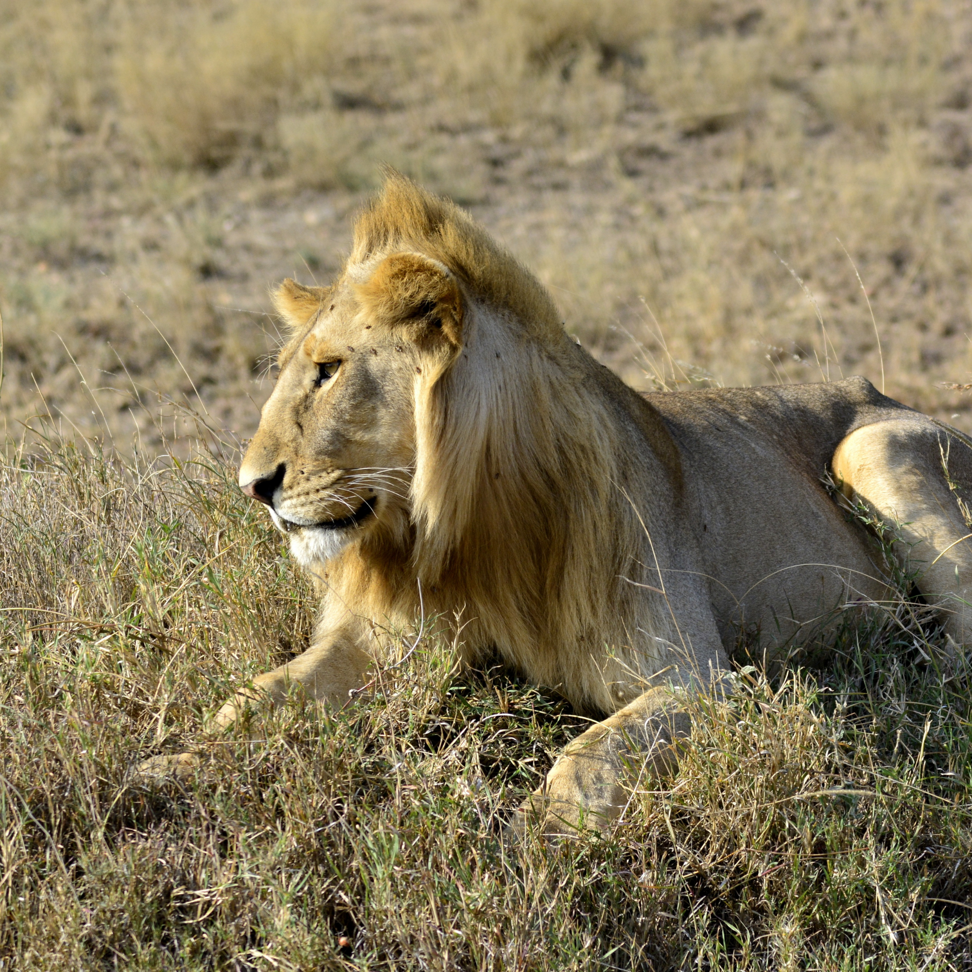4-Day Maasai Mara & Lake Naivasha Private Safari from Nairobi – photo 1