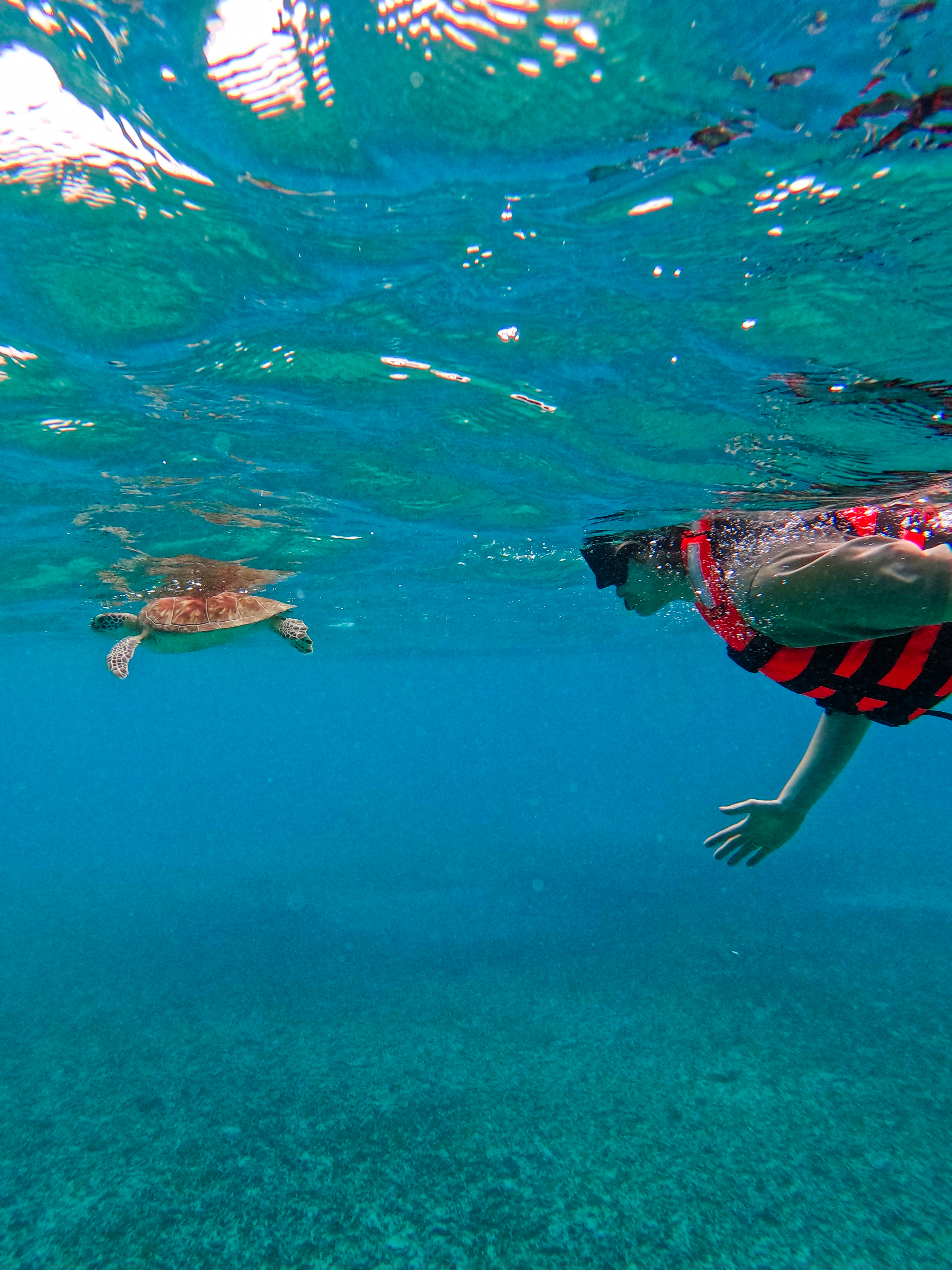 1.5 hours Snorkeling at Tulum's paradise reef — 51/92