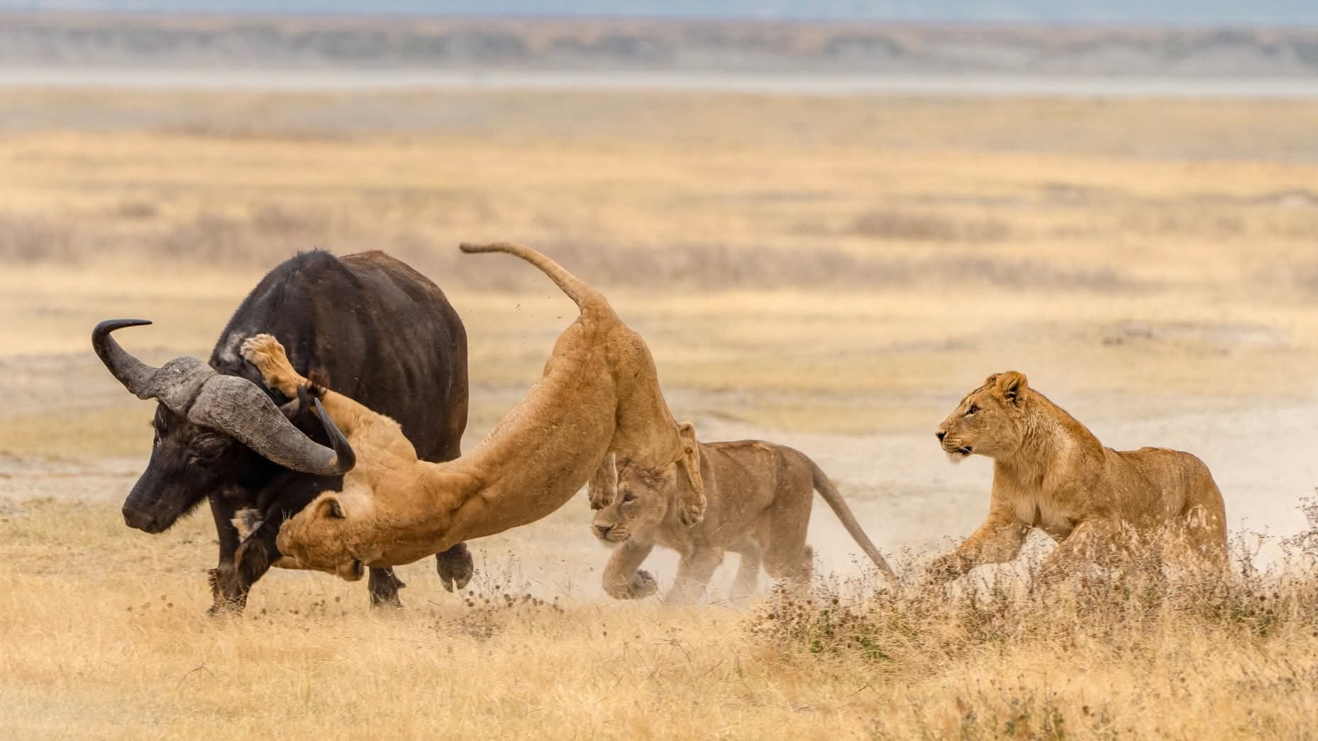 Emocionante aventura de 3 días en Tarangire, Ngorongoro y Manyara - Foto 3