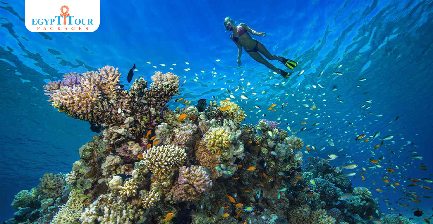 Private Boat Trip to Shaab Samadai from Marsa Alam