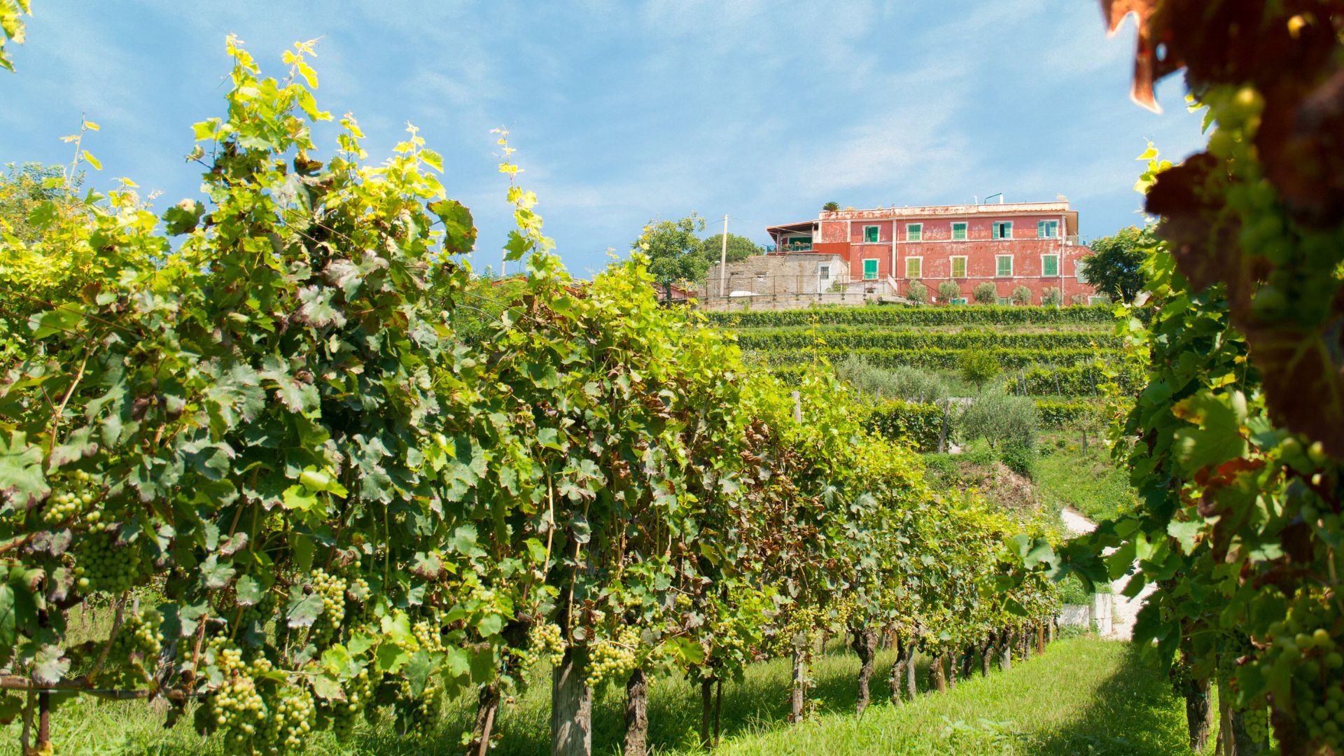Naples: winery tour and wine tasting on Astroni crater - Photo 5