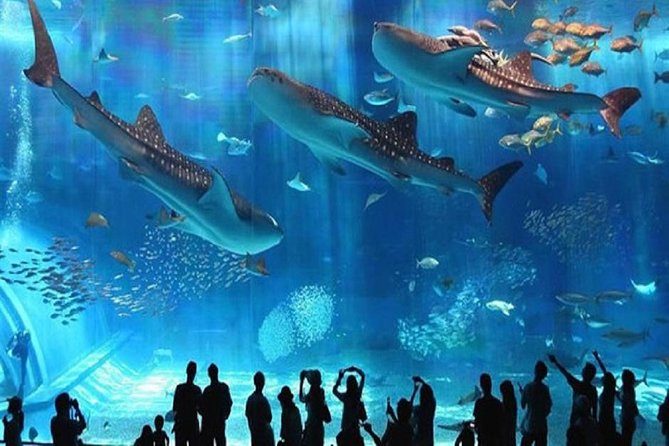 Visita al Gran Acuario de Hurghada con traslados privados al hotel
