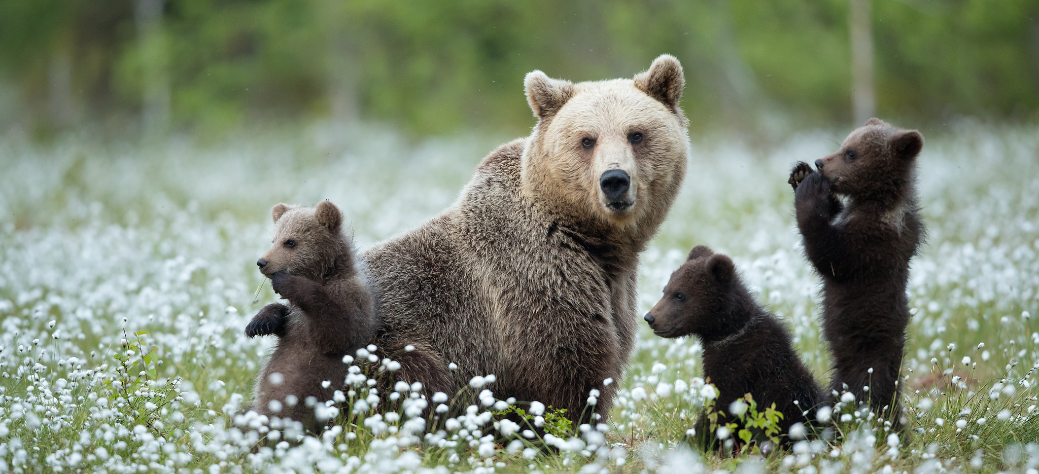 Guaranteed Bear Watching & Photographing Experience From Rovaniemi