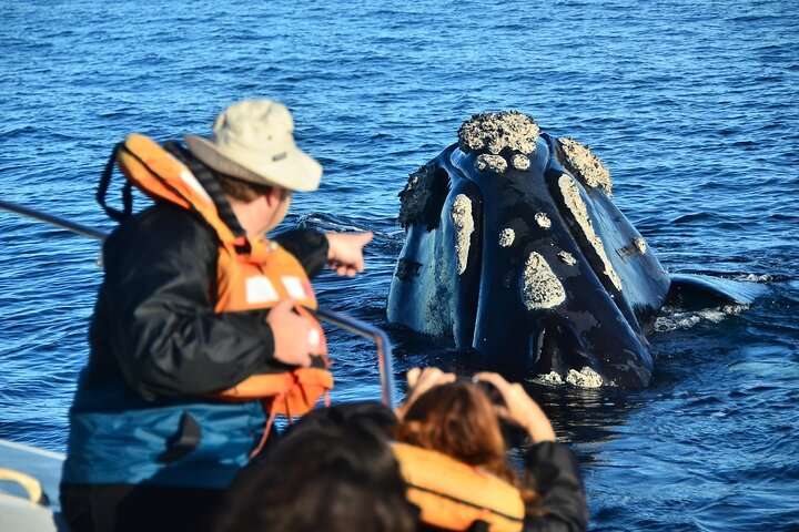 Tour Península Valdés desde Puerto Madryn con avistamiento de ballenas opcional - Foto 2