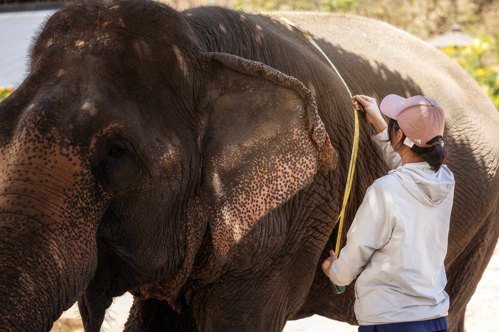 Chiang Mai: One Day Elephant Care 