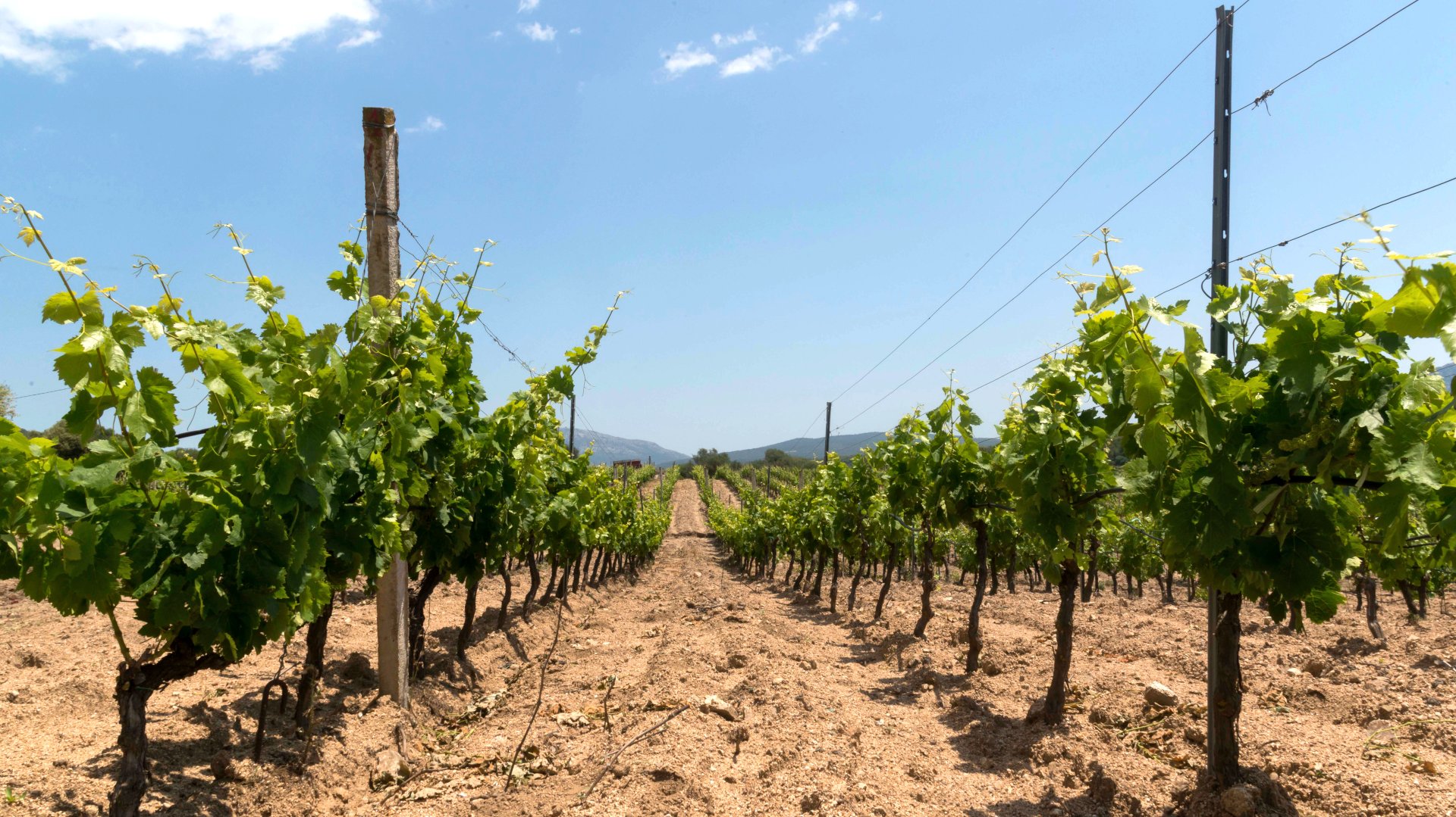 Dorgali: visit of a winery with tasting - Photo 23