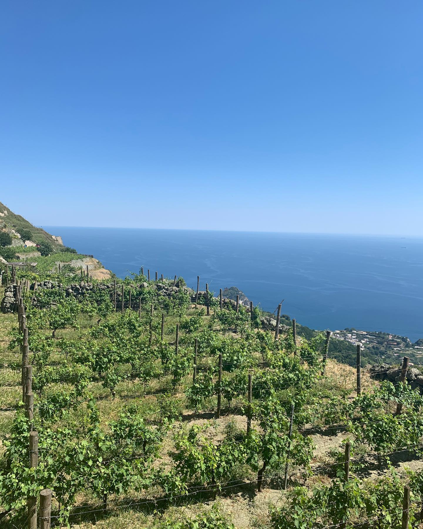 Ischia: 3 Hours Wine Tasting Experience, Vineyards & Pick-up - Photo 10