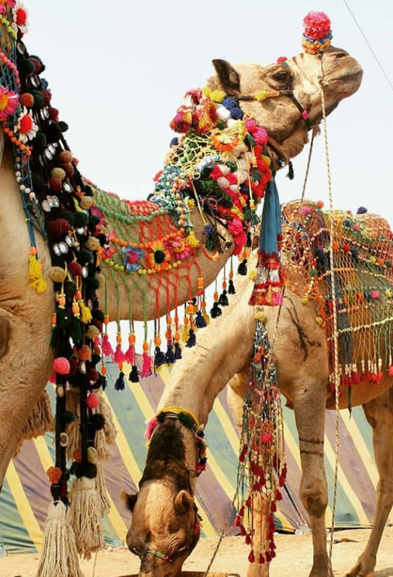 Walk of Divinity Pushkar - Photo 3