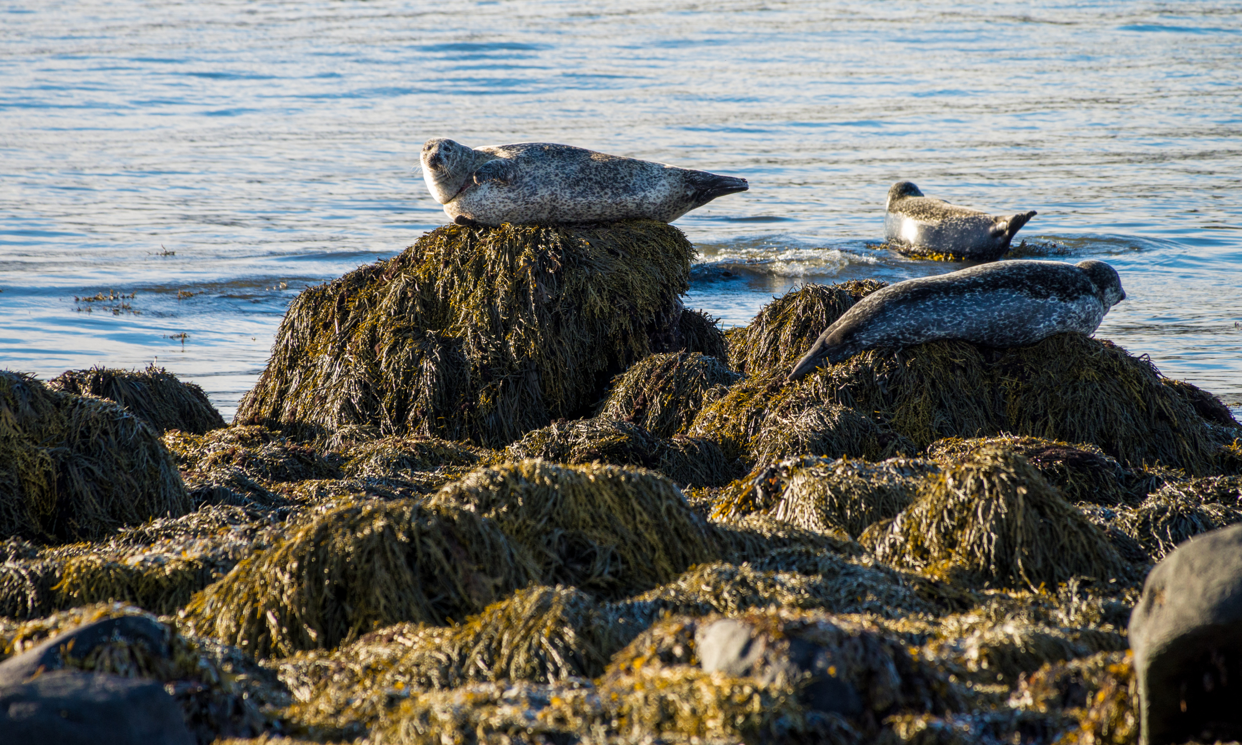 Private Snaefellsnes Peninsula Tour with Budir Church & Berserkjahraun Lava Fields from Reykjavik - photo 10