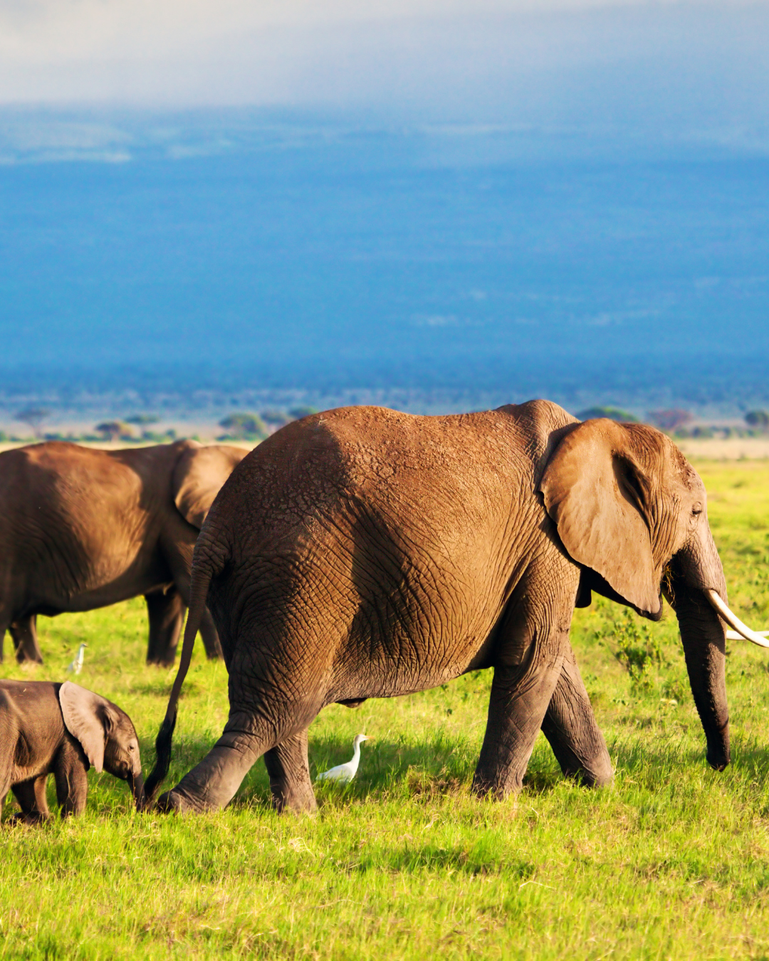 4-Day Maasai Mara & Lake Naivasha Private Safari from Nairobi – photo 2