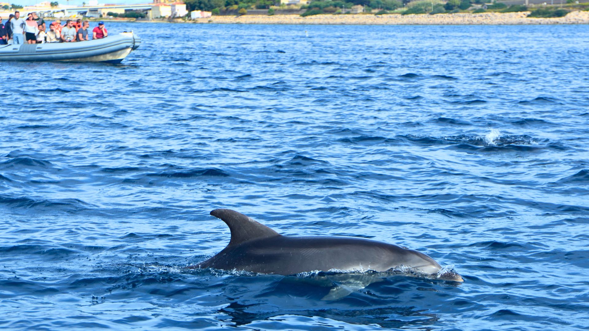 From Olbia: RIB tour to Capo Figari with dolphin sighting - Photo 8