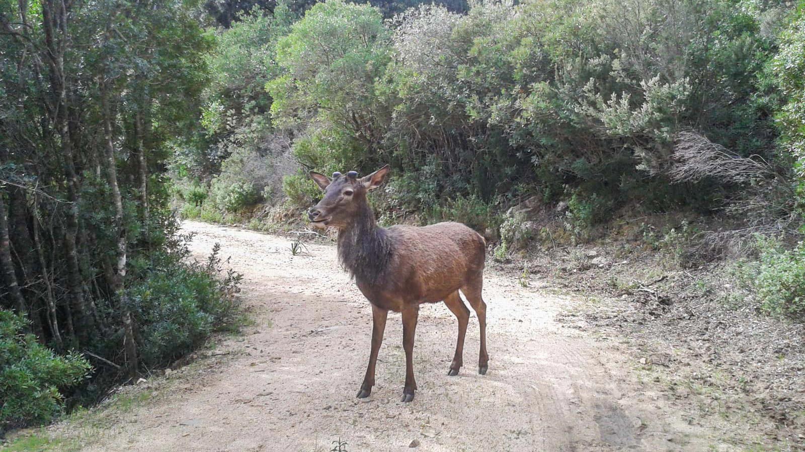 Castiadas: trekking in the S'Acqua Callenti forest - Photo 5