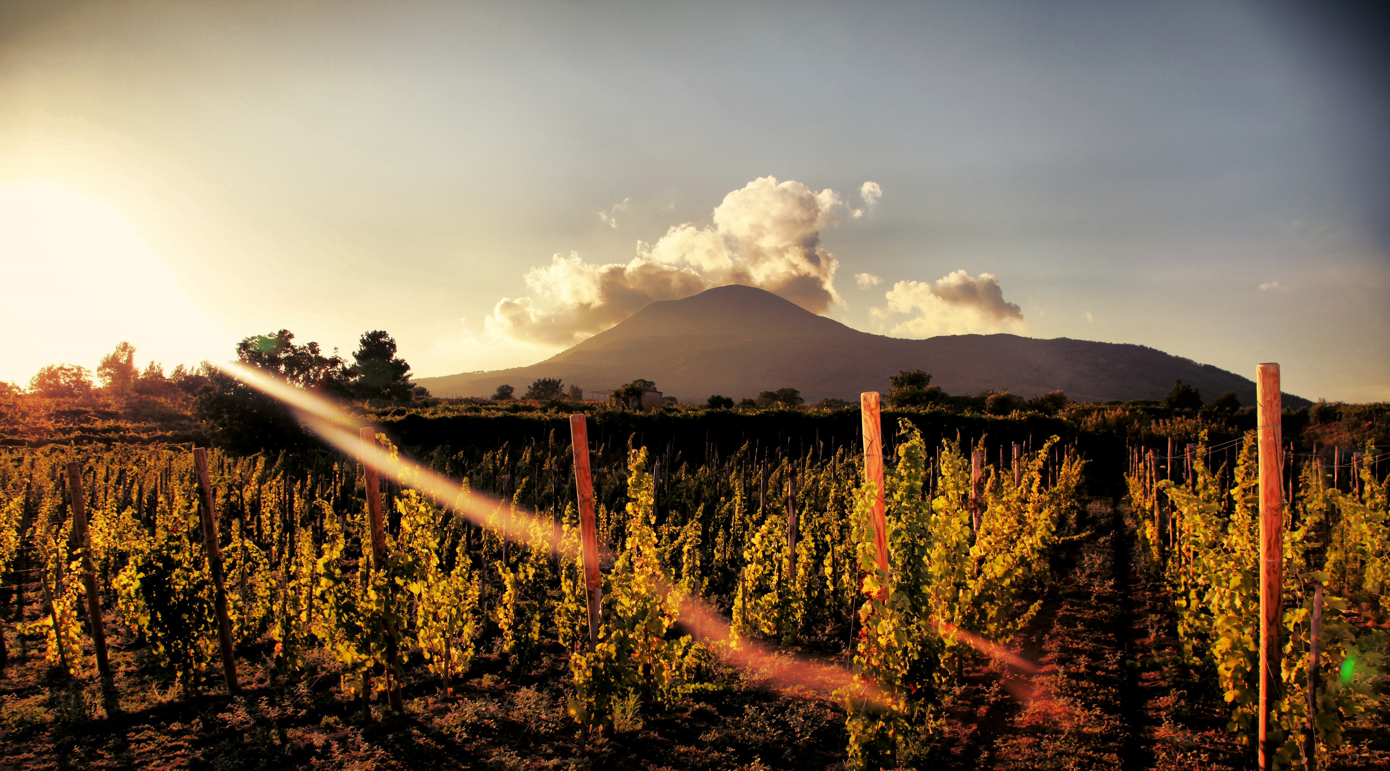 CATA DE VINOS en el tour del Vesubio desde Nápoles - Tour en grupo - Foto 5