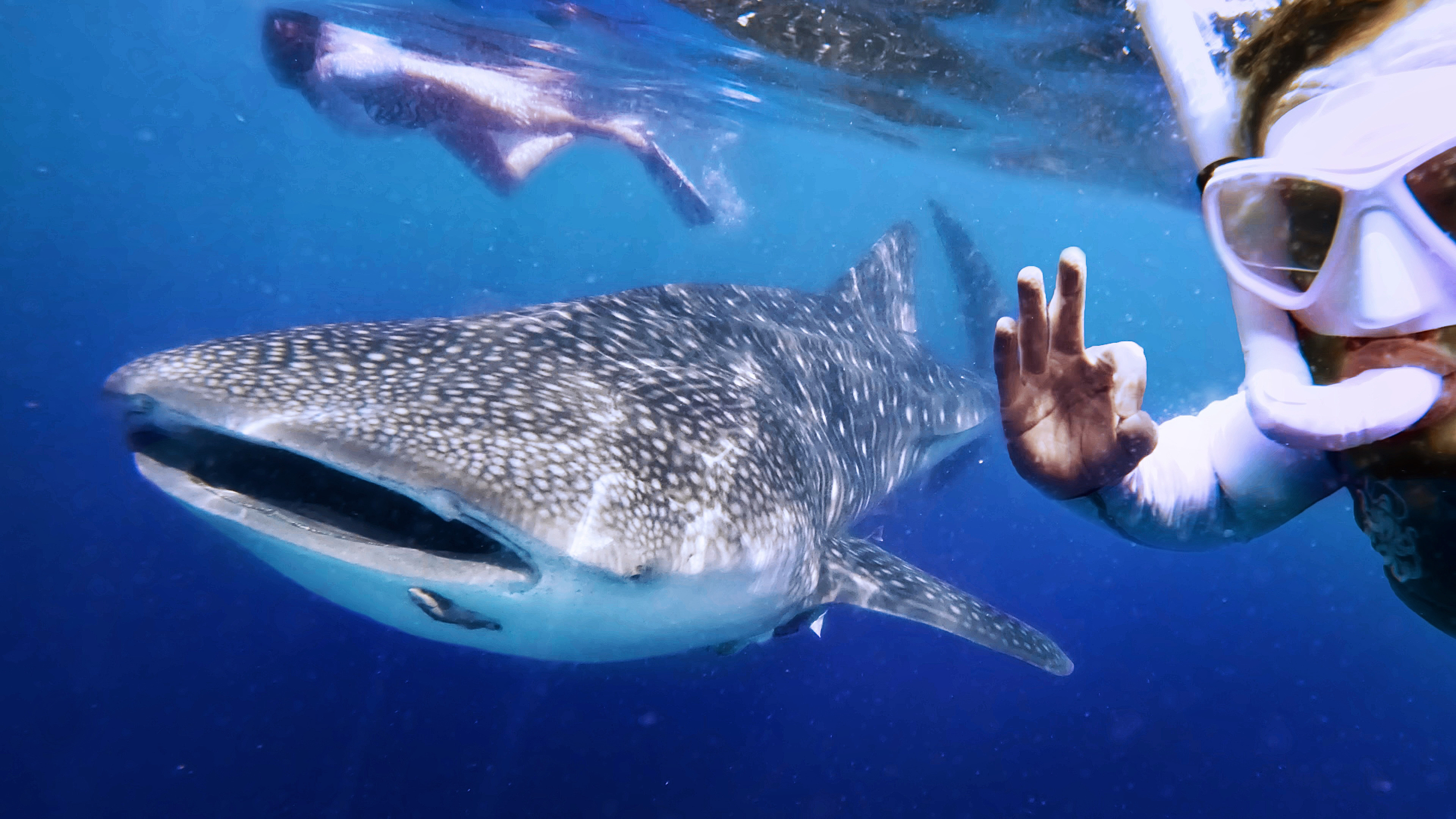 Experiencia exclusiva de navegación (observación de delfines, pesca y mejora del snorkeling)