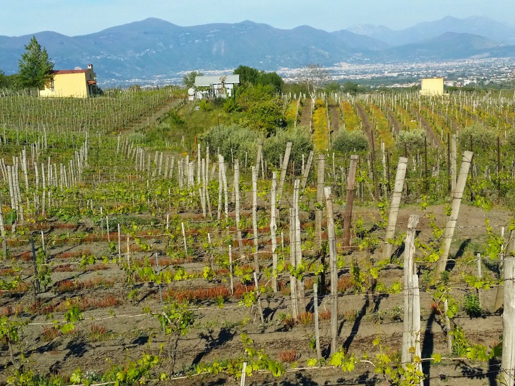 Picnic in the vineyard on the slopes of Vesuvius - Photo 4