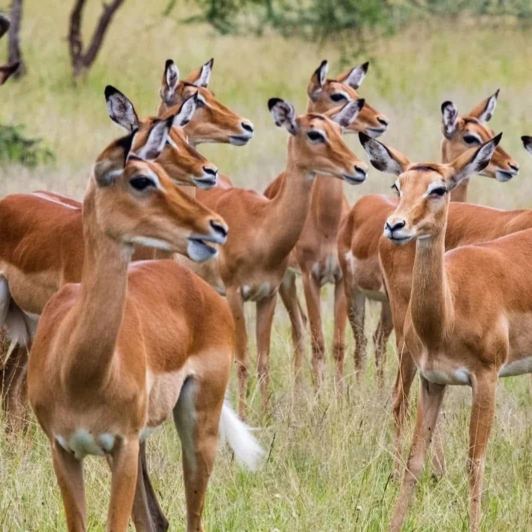 Emocionante aventura de 3 días en Tarangire, Ngorongoro y Manyara - Foto 5